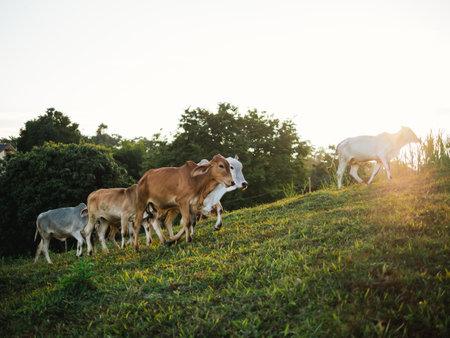 Thai cows walking at countryside in evening time. Cows resting in meadow during sunset at Thailandの写真素材