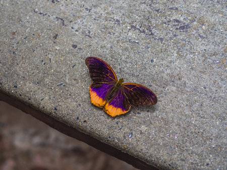 Close up of Royal Assyrian (Terinos terpander robertsia) butterfly on the ground in nature.の写真素材