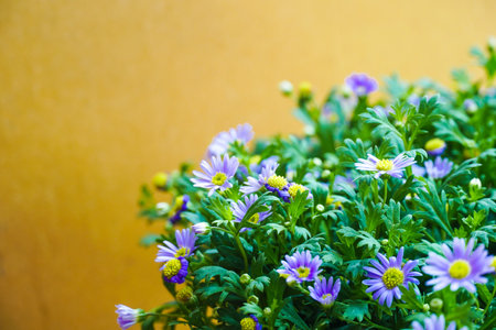 A bunch of purple daisies flowers. Lush garden with an abundance of beautiful purple daisies. Beautiful floral background. They are known as the daisy bushes or African daisies, South African daisy and Cape daisy.の写真素材