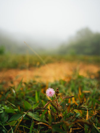 Branch of Sensitive Plant. Mimosa pudica is a well known species of Mimosa. It is a creeping annual or perennial herb often grown for its curiosity value: the compound leaves fold inward and droop when touched or shaken, re-opeの写真素材