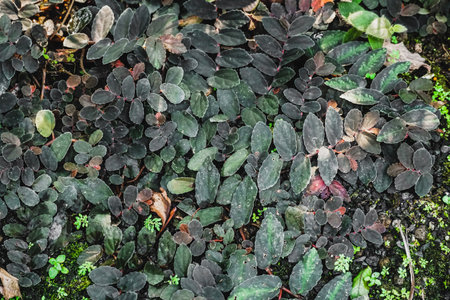 Pellionia repens has an attractive leaf shape and beautiful leaf color. Texture of pellionia repens...