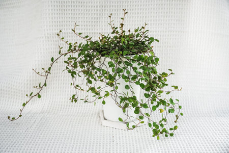 Muehlenbeckia in plastic terracotta pot on table lit white background. Unpretentious ampel climbing plant. Creeping wire vine granite rock boulder garden.の写真素材