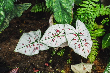 Close up tropical foliage plant,Caladium Strawberry Star with a white Fancy Leaf caladium with green mid veins and pinky-red spots throughout the top of the leaf. Top view in the garden.の写真素材