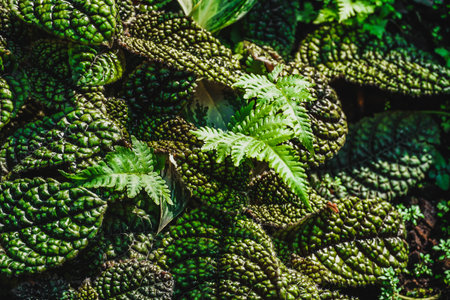 Pearcea rugosissima, Episcia cupreata is an ornamental plant that comes from the genus Episcia, this...
