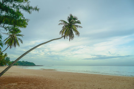 Beach lined with coconut palms crystal clear sea water blue sky beautiful landscape. Looking up at tall coconut trees, their leafy crowns silhouetted against a clear blue sky, capturing the essence of a tropical haven.の写真素材