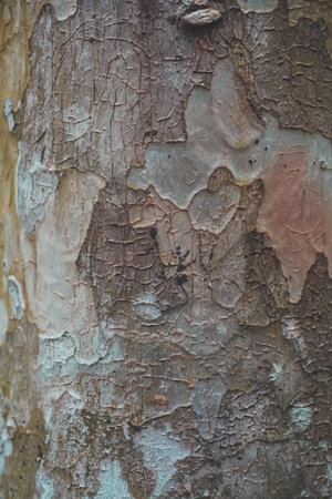 Background of mangrove bark photographed close up. Dry tree bark texture background. Texture Detail of Wooden Trees Close-Up Tropical Land.の写真素材