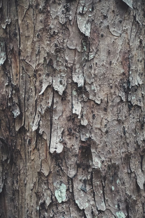 Background of mangrove bark photographed close up. Dry tree bark texture background. Texture Detail...