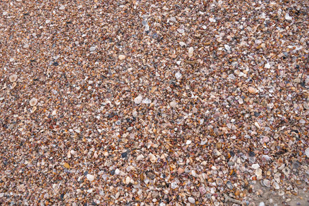 Lots of amazing seashells, coral reef on sandy beach. Dead coral reefs carried by the waves on the shoreline. Piled up like pebbles. Background of coral reefs and shells on the beach.の写真素材