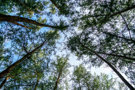 Lush green rain forest. Beautiful background of forest trees seen from below. Giant green trees seen from below and seen on the sky, in the forest. close up, nature, photography effectの写真素材