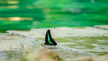 Green color enhanced butterfly. Soft shadow underneath. Emerald Swallow tail butterfly sitting on floor. Close up shot with wide aperture and zero post processing.の写真素材