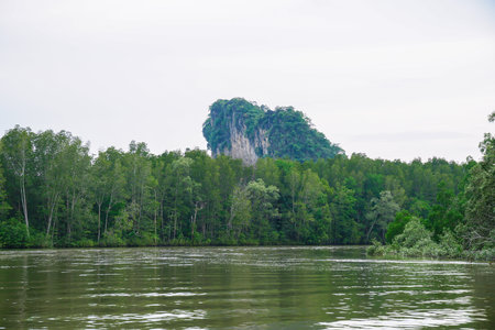 Mangrove trees in forest at the estuary of a river. Mangrove forest and river landscape at Khao...