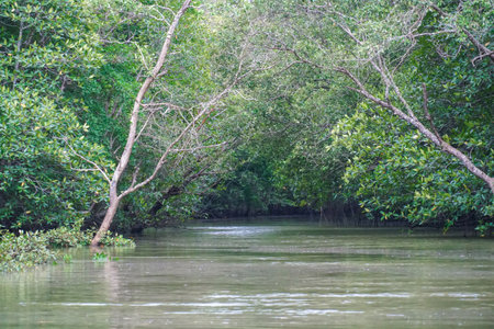 Mangrove trees in forest at the estuary of a river. Mangrove forest and river landscape at Khao Khanap Nam, Krabi, Thailand. Beautiful root in mangrove forest.の写真素材