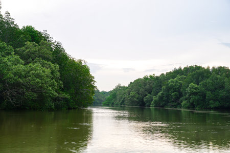 Mangrove trees in forest at the estuary of a river. Mangrove forest and river landscape at Khao Khanap Nam, Krabi, Thailand. Beautiful root in mangrove forest.の写真素材