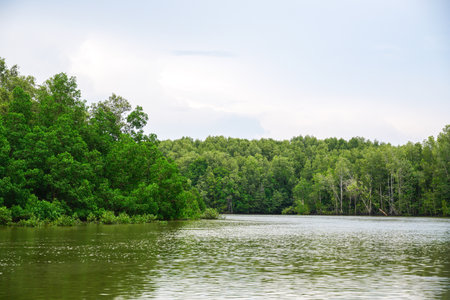 Mangrove trees in forest at the estuary of a river. Mangrove forest and river landscape at Khao...