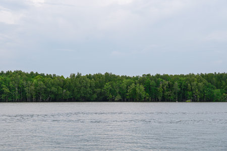 Mangrove trees in forest at the estuary of a river. Mangrove forest and river landscape at Khao Khanap Nam, Krabi, Thailand. Beautiful root in mangrove forest.の写真素材