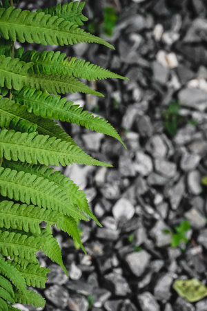 Fern leaves, background image of green fern leaves on stone background. Copy space for text. Photo of a fern leaf against a pebble rock backgroundの写真素材
