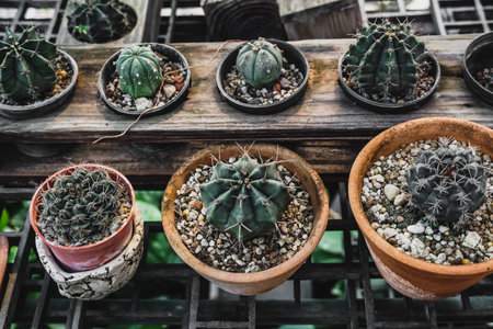 Variety cactus in small pot. Potted plants in nursery and stores. Cacti or cactus, desert plant in...