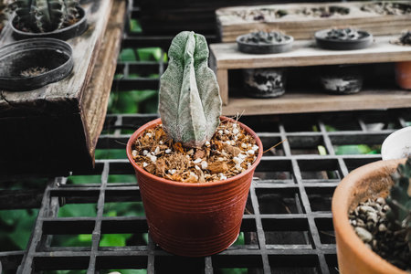 Variety cactus in small pot. Potted plants in nursery and stores. Cacti or cactus, desert plant in...