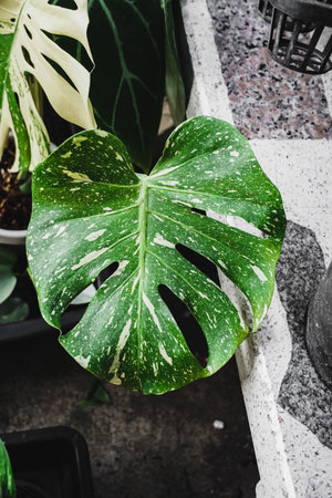 Tropical white sprinkled leaf of rare variegated exotic Monstera house plant in garden. Patterns on...