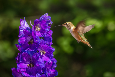 Rufous Hummingbird in Flight and Delphiniumの写真素材