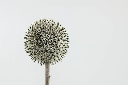 White Globe Thistle in Bloom and Soft Focusの写真素材