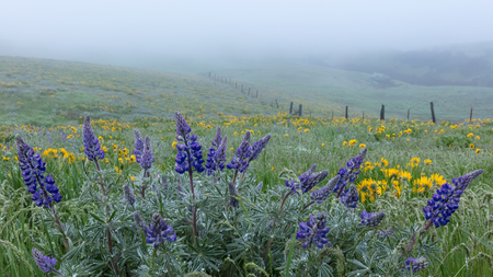 Lupin and Fence Line in Fogの写真素材