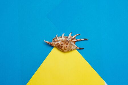 Flat lay. Top view. Frame of shells of various kinds on a blue background. Seashells and starfish on a pastel background. Vacation conceptの写真素材