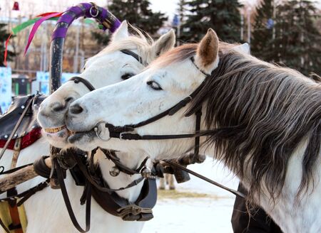 Two white horses kiss.