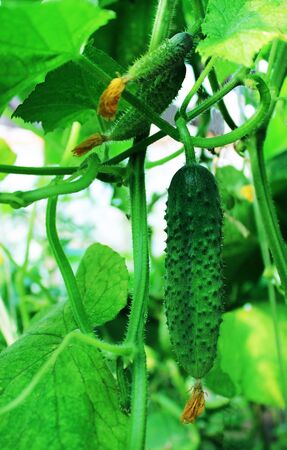 Cucumber growing in the greenhouse close-up.の写真素材