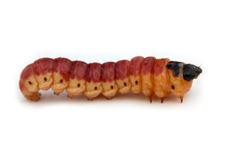 Beetle larva isolated on white background.の写真素材