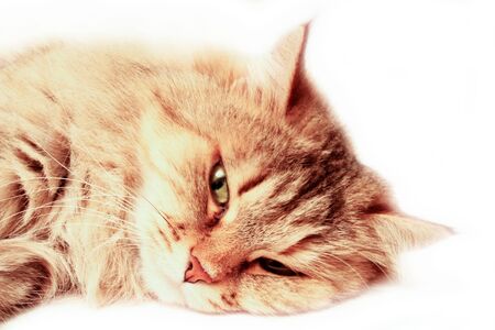 Portrait of gray striped cat resting isolated on white background.の写真素材