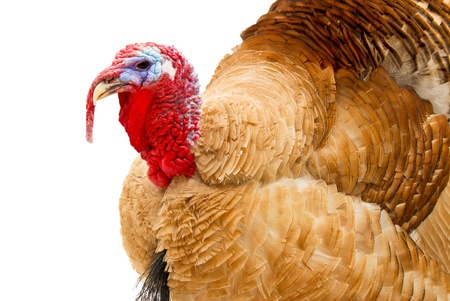 Mottled brown turkey with a bright red head isolated on a white background.の写真素材