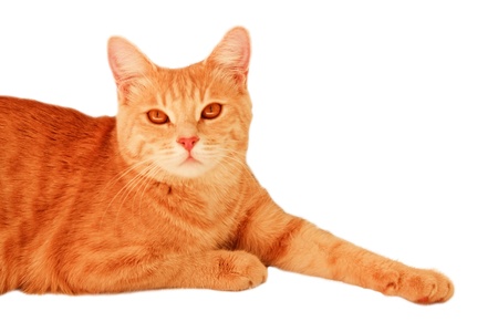 Portrait of red-haired tabby cat isolated on white backgroundの写真素材