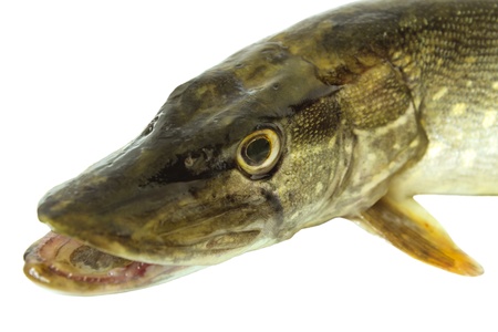 Pike head closeup isolated on a white backgroundの写真素材