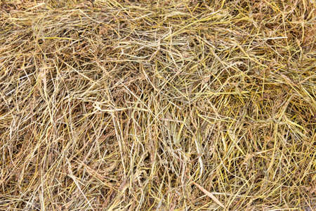 Dried hay in a haystack closeup as background