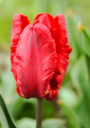 Red double tulip flower closeup on background flowerbedsの写真素材
