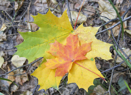 Two fallen autumn maple leaves lying on the ground