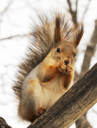 Squirrel in winter coloring eating on a tree branchの写真素材