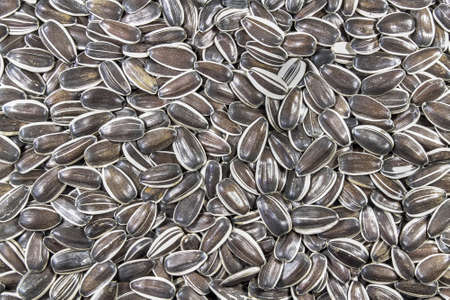 Sunflower seeds close up as background