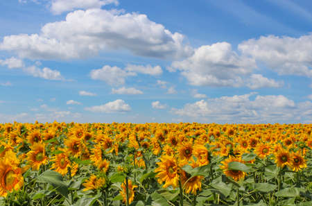 Landscape with a view of the field of blooming sunflowers and sky with cloudsの写真素材