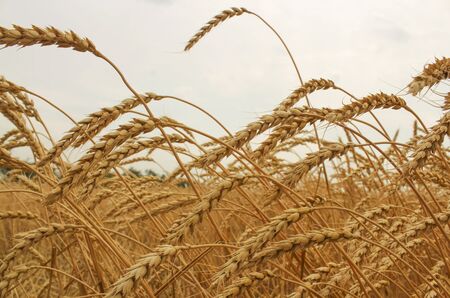 Ears of ripe wheat growing in a wheat fieldの写真素材