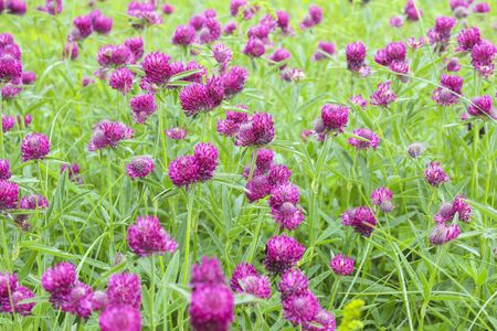 Blooming clover in a meadow as a backgroundの写真素材