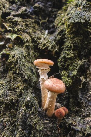 Autumn mushrooms honey agarics grow on the trunk of a treeの写真素材