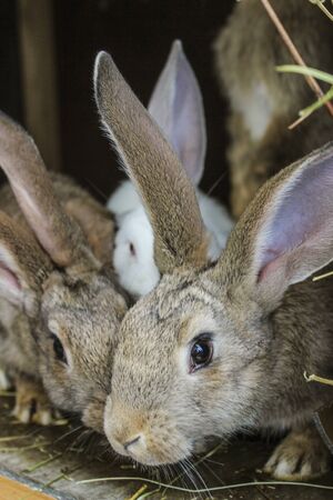 Rabbits in a cageの写真素材