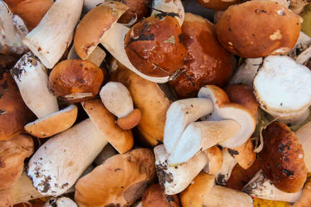 A pile of white mushrooms as a backgroundの写真素材