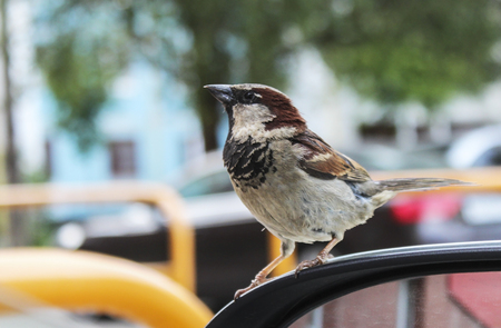 Sparrow sits on the car mirrorの写真素材