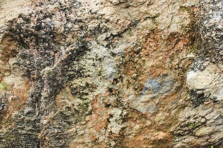 The structure of the old stone of the mountain wall with plants, moss and lichen on it