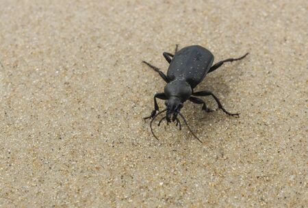 Black beetle runs on wet sand