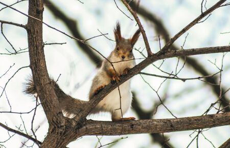 Squirrel with a tree branch looks into the lensの写真素材