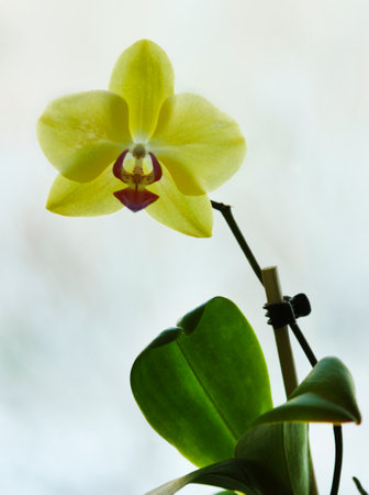 Yellow phalaenopsis flower on the window in backlightの写真素材